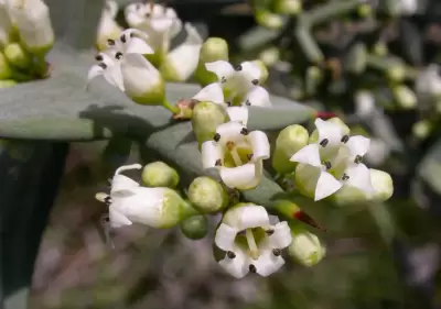 Colletia paradoxa (Spreng.) Escal.