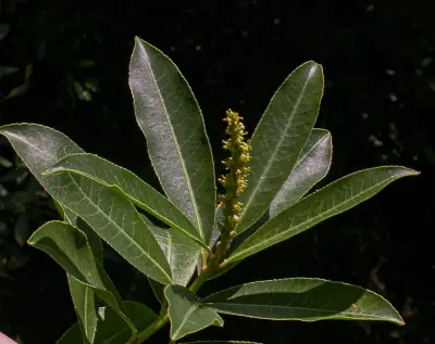 Sapium glandulosum (L.) Morong