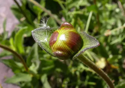 Calea uniflora Less.