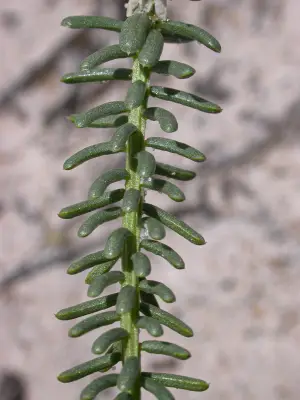 Senega cyparissias (A.St.-Hil. & Moq.) J.F.B.Pastore & Agust.Martinez