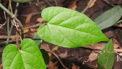 Gonolobus parviflorus Decne.