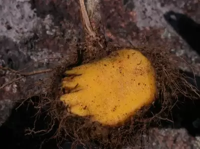 Sinningia allagophylla (Mart.) Wiehler