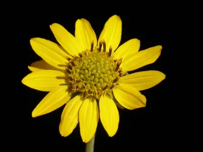 Verbesina subcordata DC.