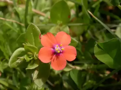 Lysimachia arvensis (L.) U.Manns & Anderb.