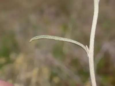 Achyrocline saturejoides (Lam.) DC.