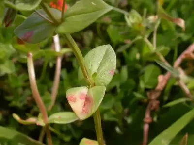 Lysimachia arvensis (L.) U.Manns & Anderb.