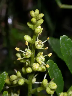 Zanthoxylum fagara Sarg.