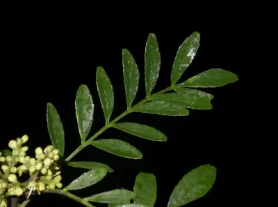Zanthoxylum fagara Sarg.