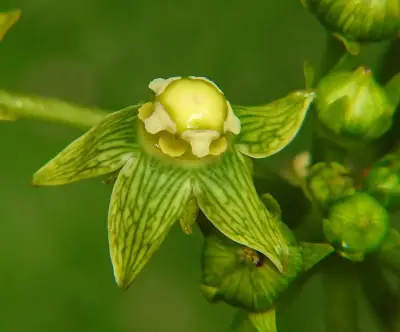 Gonolobus parviflorus Decne.