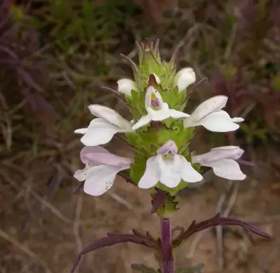 Bellardia trixago (L.) All.