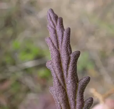 Bellardia trixago (L.) All.