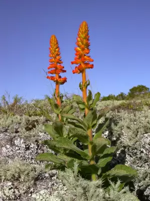 Sinningia allagophylla (Mart.) Wiehler