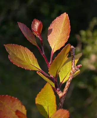 Xylosma tweediana (Clos) Eichlam
