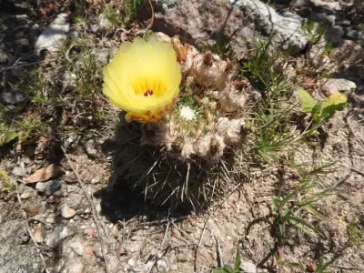 Parodia mammulosa (Lehm.) N.P.Taylor