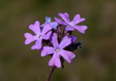 Glandularia thymoides (Cham.) N.O'Leary