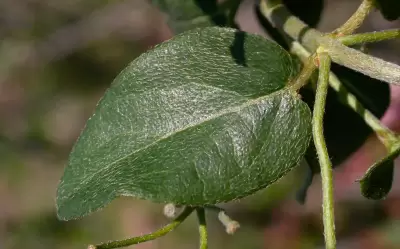 Janusia guaranitica A.Juss.