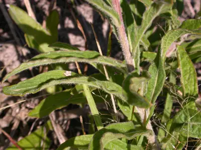 Chrysolaena cognata (Less.) Dematt.