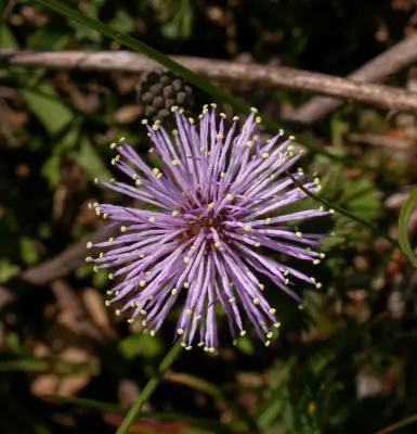 Mimosa reptans Benth.