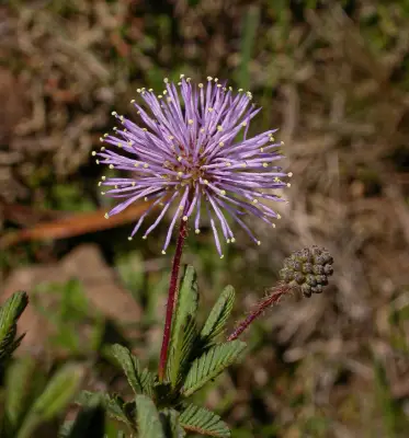 Mimosa reptans Benth.