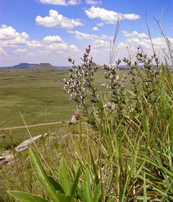 Stenocephalum megapotamicum (Spreng.) Sch.Bip.