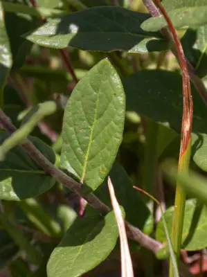 Stenocephalum megapotamicum (Spreng.) Sch.Bip.
