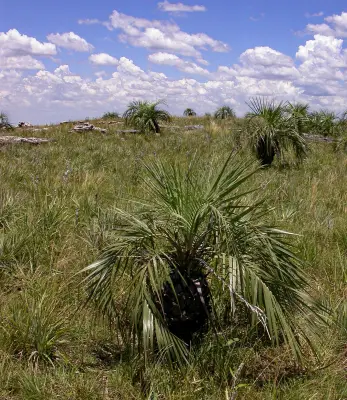 Butia paraguayensis (Barb.Rodr.) L.H.Bailey