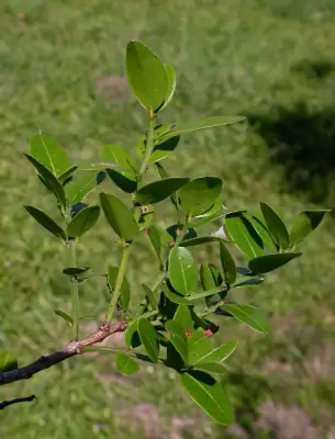 Scutia buxifolia Reissek in Mart.