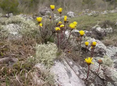 Grindelia scorzonerifolia Hook. & Arn.