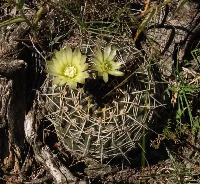 Gymnocalycium schroederianum subsp. schroederianum