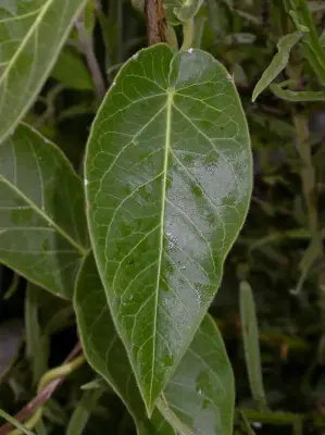 Funastrum flavum (Decne.) Malme