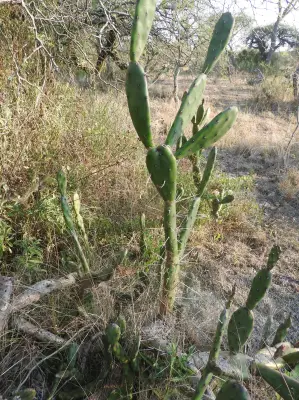 Opuntia canterae Arechav.