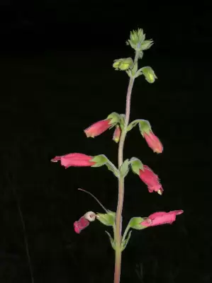 Sinningia elatior (Kunth) Chautems