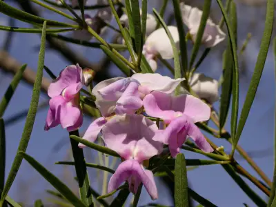 Collaea stenophylla (Hook. & Arn.) Benth.