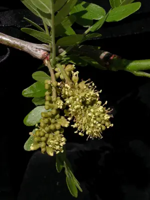 Gleditsia triacanthos L.