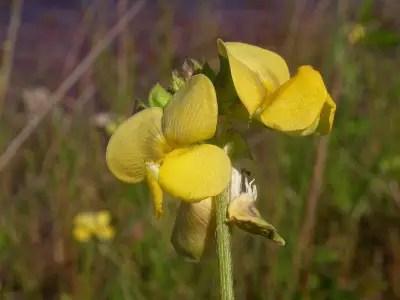 Vigna luteola (Jacq.) Benth.