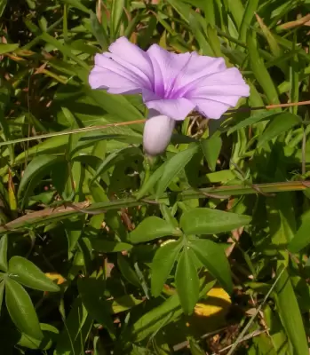 Ipomoea cairica (L.) Sweet