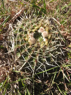 Parodia mammulosa (Lehm.) N.P.Taylor