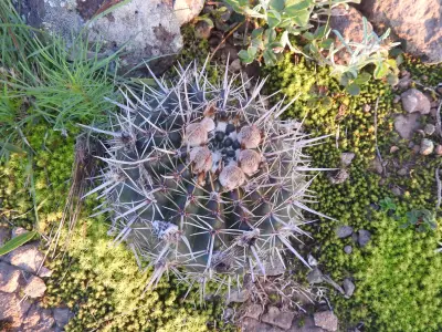 Parodia mammulosa (Lehm.) N.P.Taylor
