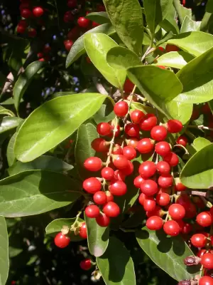 Citharexylum montevidense (Spreng.) Moldenke