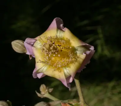 Luehea divaricata Mart.