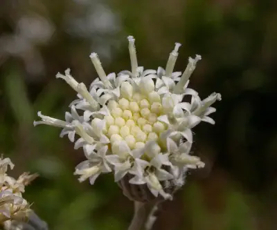 Senecio vira-vira Hieron.