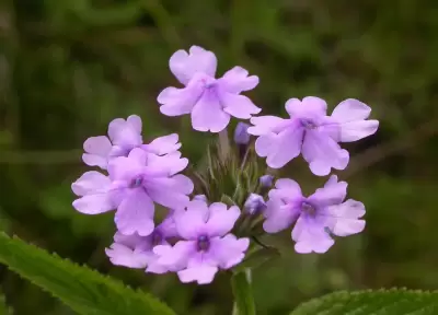 Glandularia hassleriana (Briq.) Tronc.