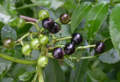 Sambucus australis Cham. & Schltdl.