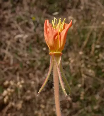 Oenothera affinis Cambess.