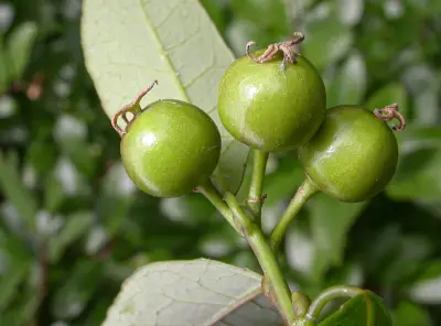 Gymnanthes klotzschiana Müll.Arg.