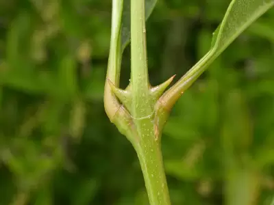 Citharexylum montevidense (Spreng.) Moldenke