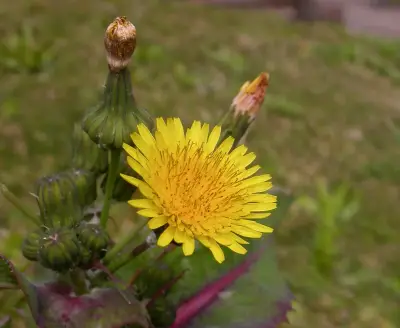 Sonchus oleraceus L.