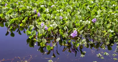 Pontederia azurea Sw.