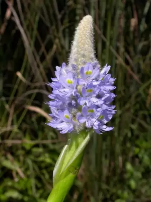 Pontederia ovalis Mart. ex Schult. & Schult.f.