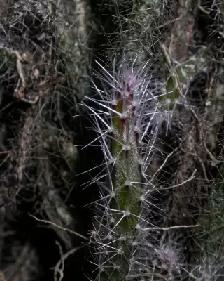 Lepismium lumbricoides (Lem.) Barthlott